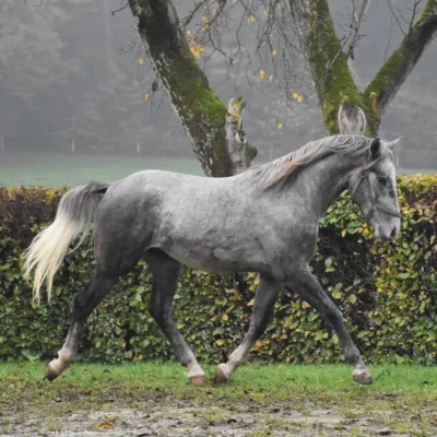 graues Pferd auf Schotterweg vor grüner Wiese und Hecke, im Hintergrund ein Baum