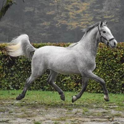 graues Pferd in Bewegung, seitliche Ansicht, vor Hecke und grüner Wiese