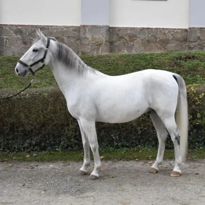 weiß-graues Pferd auf Schottwerg, seitliche Ansicht, vor Hecke und grüner Wiese, im Hintergrund in weiß-graues Gebäude