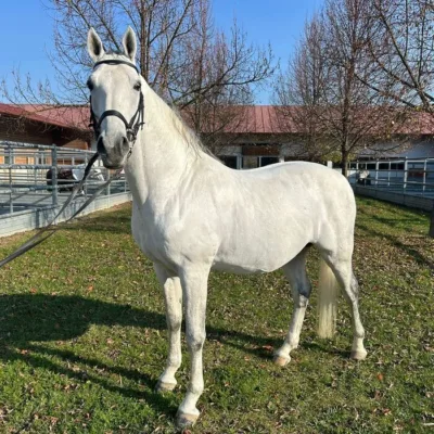 weißes Pferd auf Koppel vor einem Gebäude