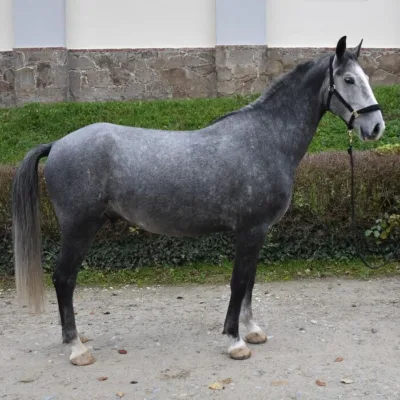 graues Pferd vor Hecke und grüner Wiese auf einem Schotterweg, im Hintergrund ein weiß-hellblaues Gebäude