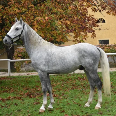 weiß-graues Pferd auf grüner Wiese vor Laubbaum mit Herbstlaub und gelbem Gebäude