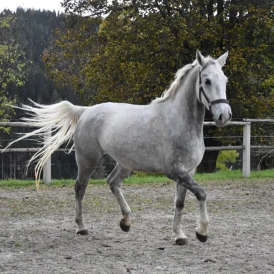 weiß-graues Pferd auf Sandplatz vor Weidezaun und Laubbäumen