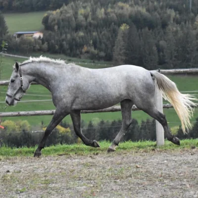 weiß-graues Pferd auf Sandplatz vor Weidezaun, grüner Weide und Bäumen