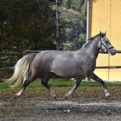 graues Pferd auf Sandplatz vor gelbem Gebäude und grünen Bäumen