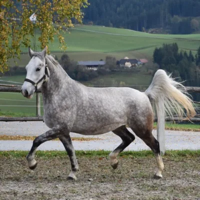 hellgraues Pferd auf Sandplatz vor grüner Landschaft und herbstlichem Laubbaum