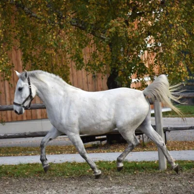 weißes Pferd auf Sandplatz vor Weidezaun und Holzgebäude