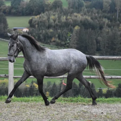 graues Pferd auf Sandplatz vor weißem Weidezaun und grüner Landschaft