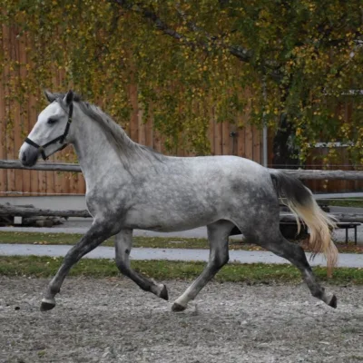 graues Pferd in Bewegung auf Sandplatz vor Holzgebäude