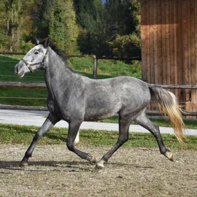 dunkelgraues Pferd auf Sandplatz vor grüner Wiese und grünen Bäumen