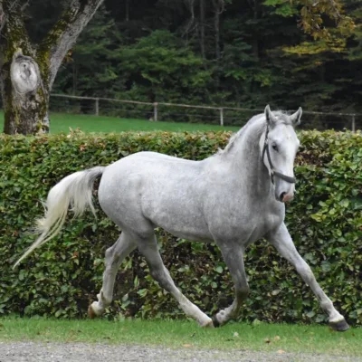 graues Pferd vor grüner Hecke und Baumstamm im Hintergrund