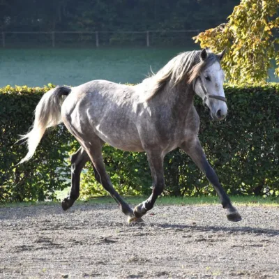 graues Pferd auf Sandplatz vor grüner Hecke und Laubbaum